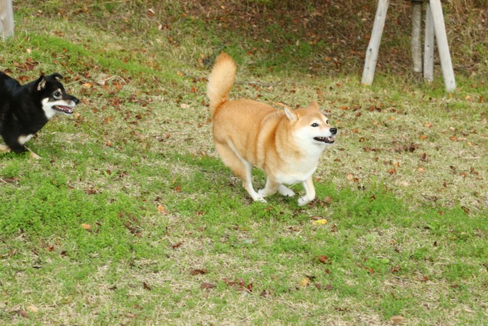 ドックランで遊ぶ柴犬