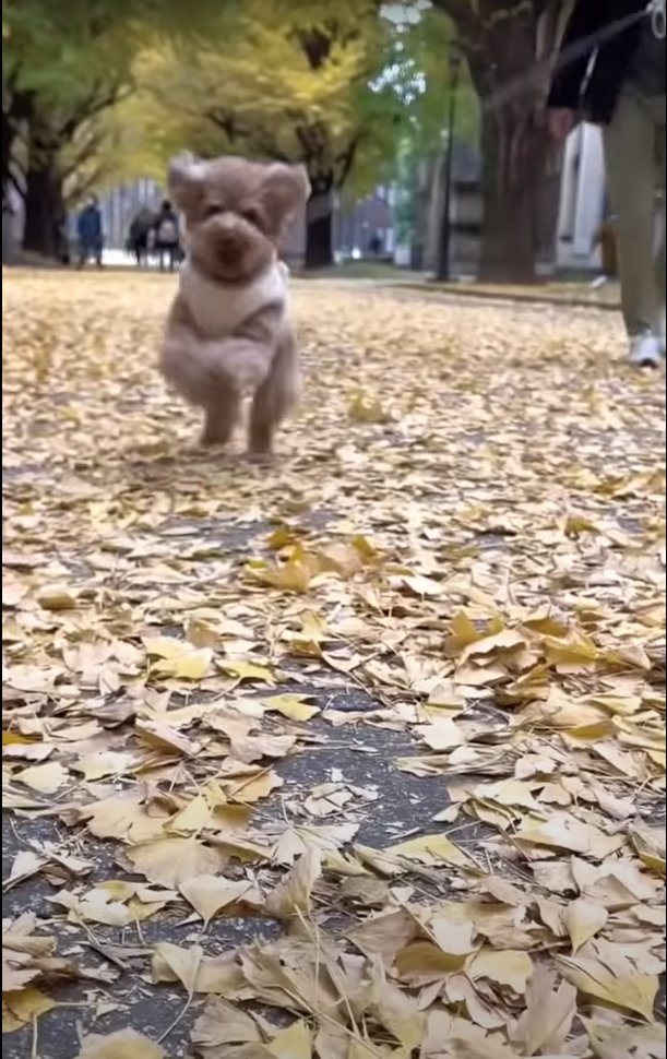 イチョウ並木を走る犬