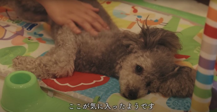 赤ちゃんマットの上で微睡むトイプー