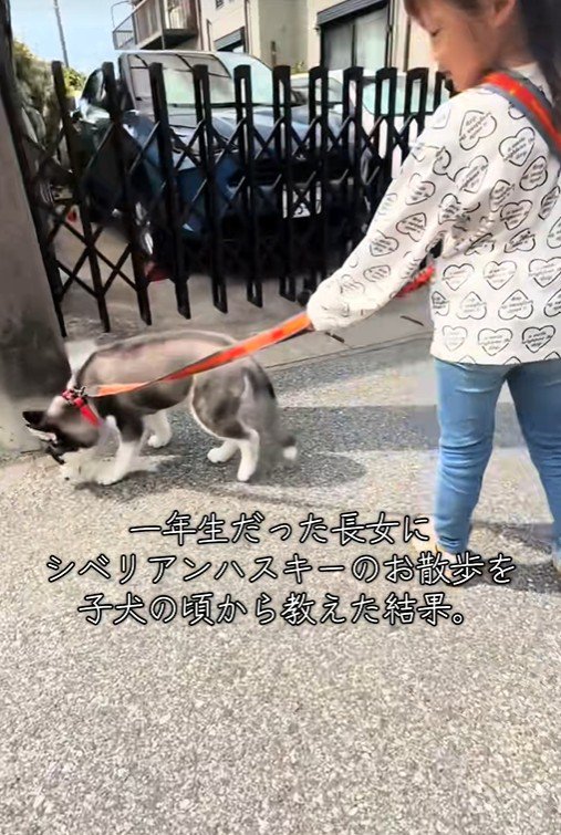 お散歩の練習開始