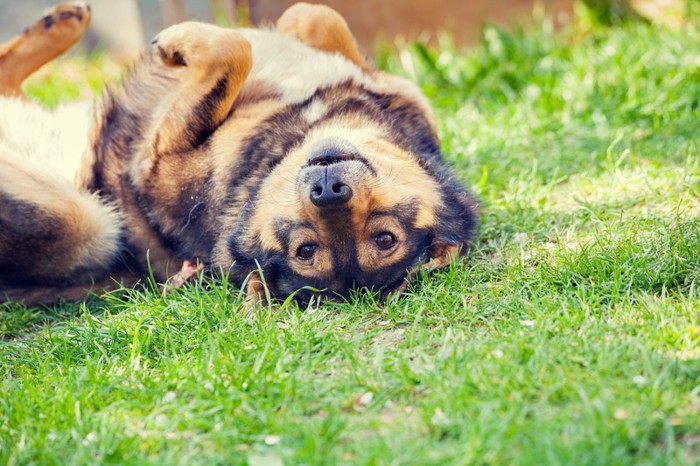 仰向けの犬