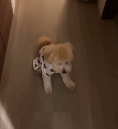 立ち上がろうとする犬