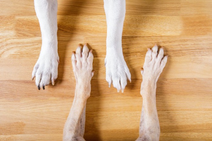 2頭の犬の前足アップ