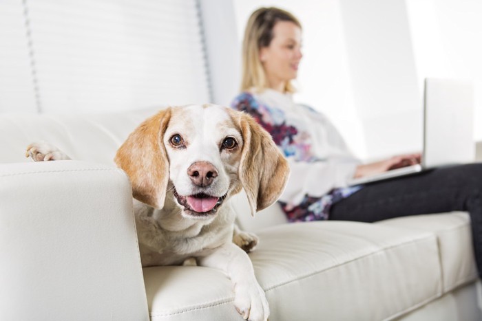 パソコンをする女性と笑う犬