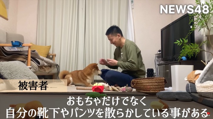 飼い主と遊ぶ柴犬