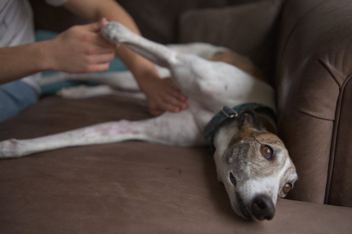 ケアをしてもらう犬