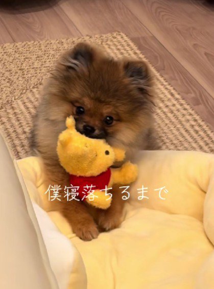 ぬいぐいるみで遊ぶチャンスくん