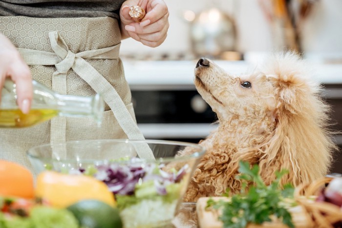 油を使った料理をしている人を見つめる犬