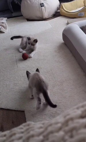 ボールで遊んでる！！