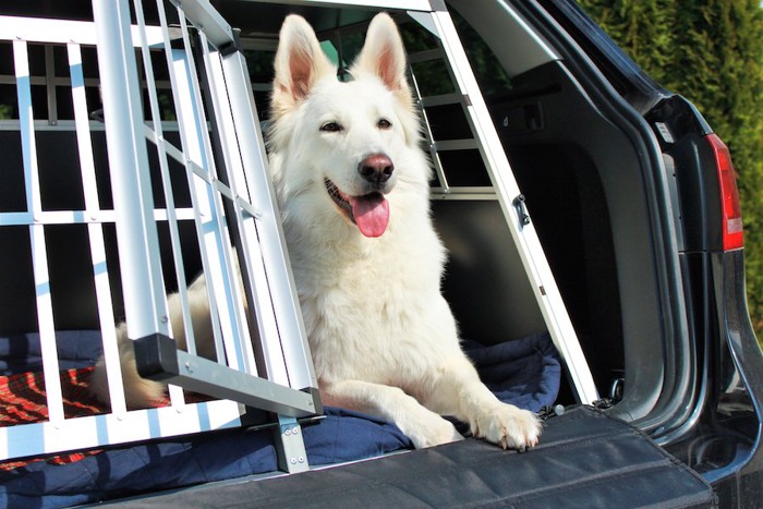 車の荷台で扉の開いたケージから顔を出す犬