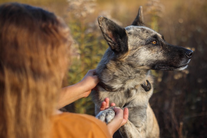 飼い主にお手をしながら周囲を見渡すダッチシェパード