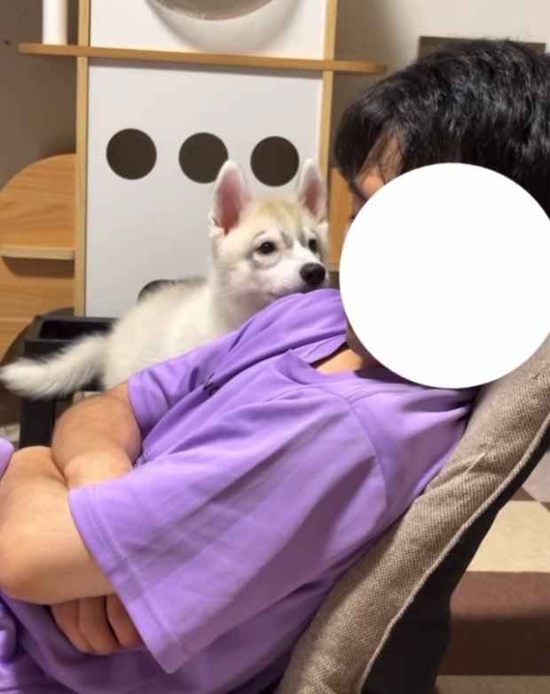 飼い主を見つめるハスキー犬