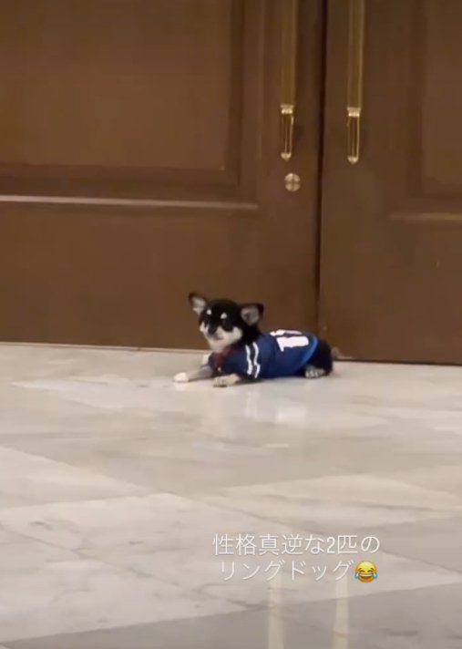 座る犬
