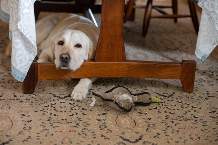 テーブルの下でふてくされた様子の大型犬