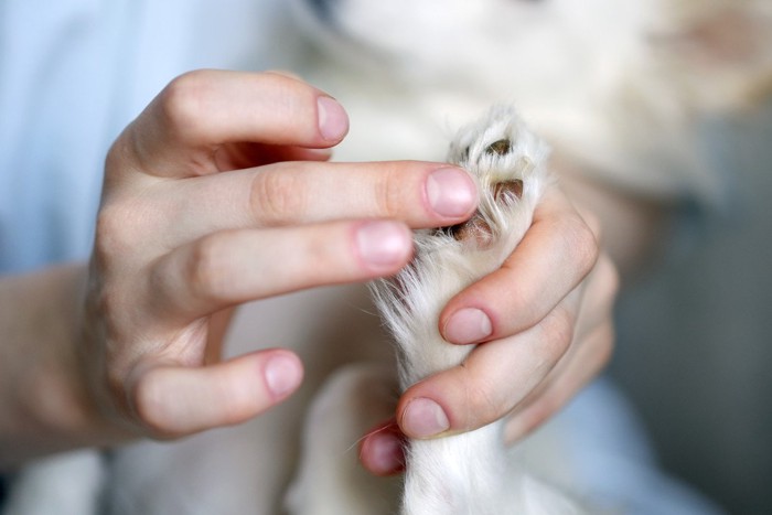 肉球にクリームを塗られる犬