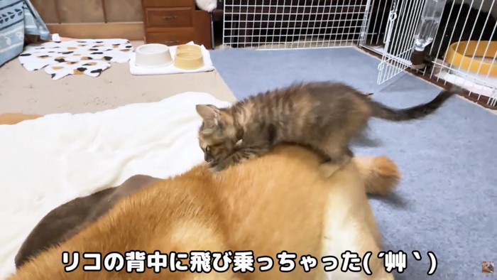 背中にダイブ!?