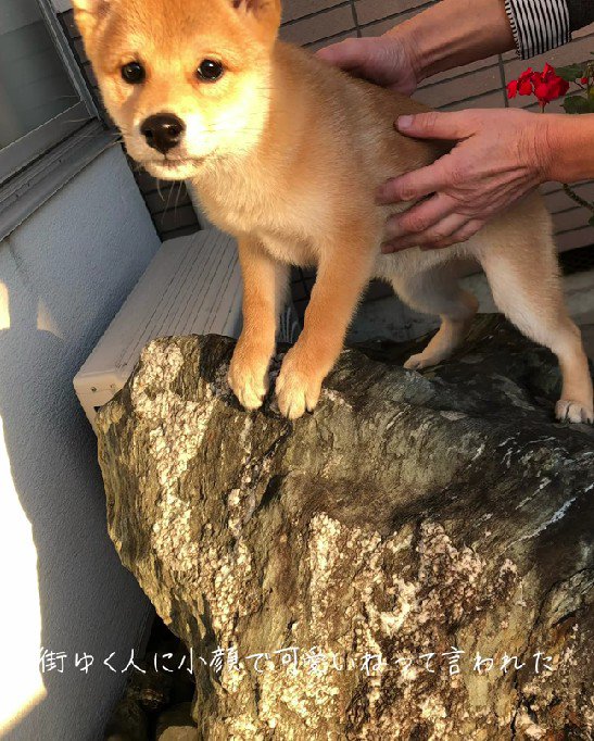 近所でも評判の美犬に！