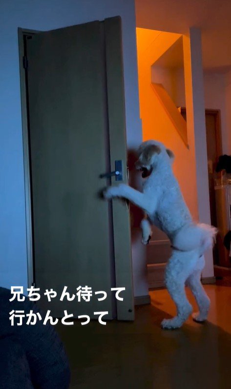 ますお君の人間のような行動3