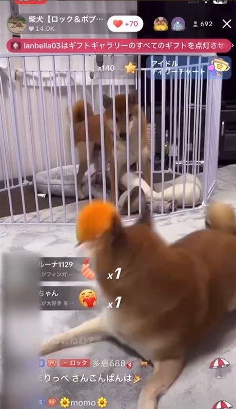 ロックくん＆ボブくんのハプニング6