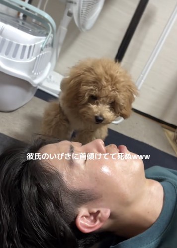 寝ている男性を至近距離で見つめるトイプー