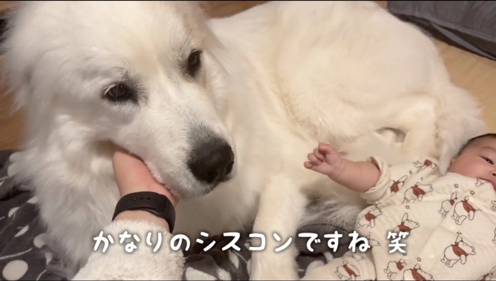 犬の顎を撫でる飼い主