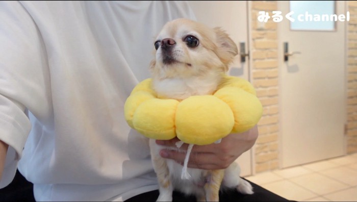 飼い主の膝の上でお座りをする犬