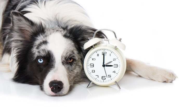 時計を隣に置く犬