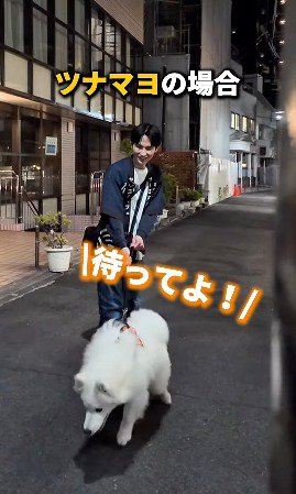飼い主を追いかけようとする白い犬
