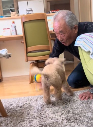 ボール遊びするおじいちゃんと犬