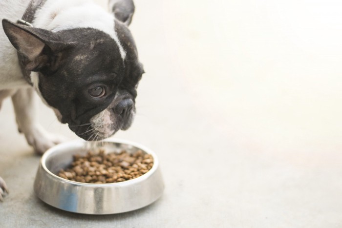 下を向いてフードを食べる犬