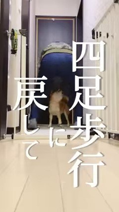 犬と男性の後ろ姿