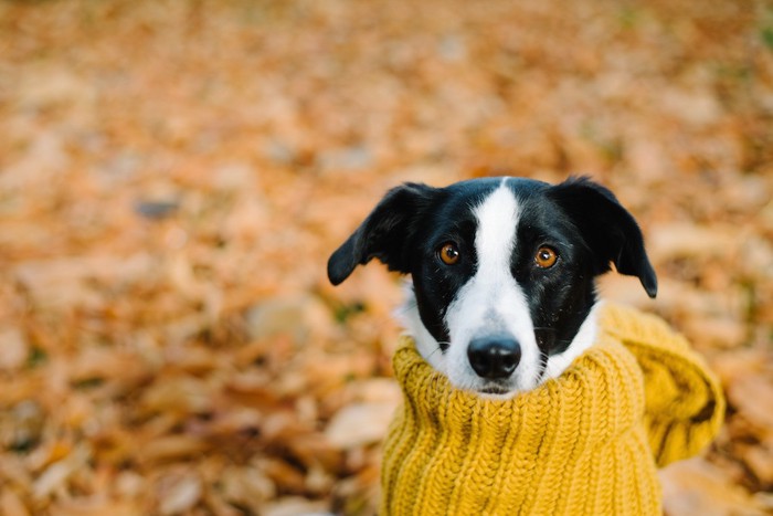 ニットを着た白黒の垂れ耳の犬