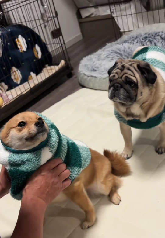 掃除機が届く日…