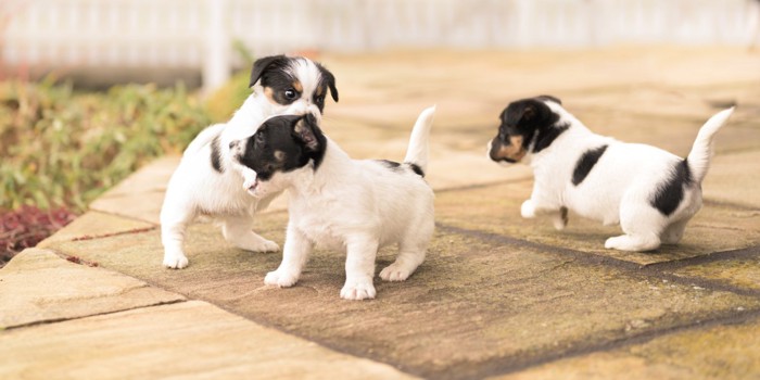 遊ぶ子犬達