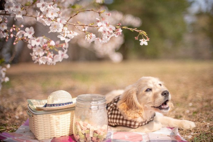 お花見を楽しむ犬