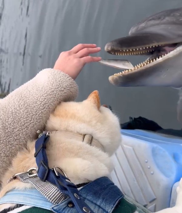 魚を食べるイルカ
