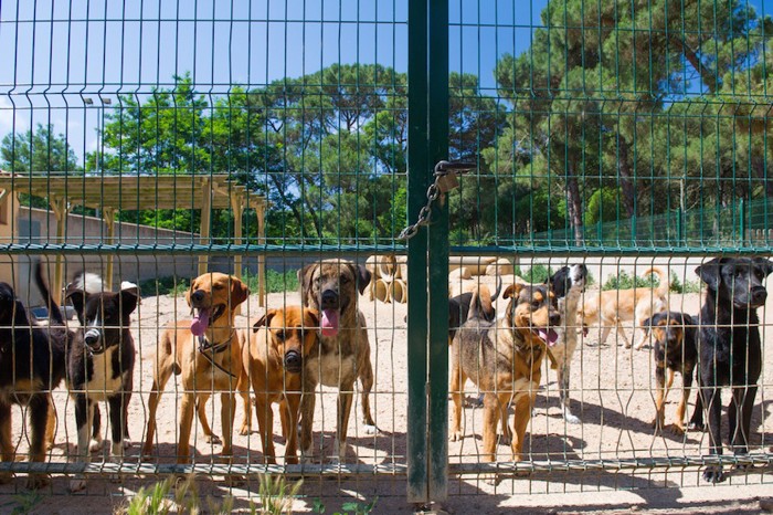 シェルターの運動場の犬たち