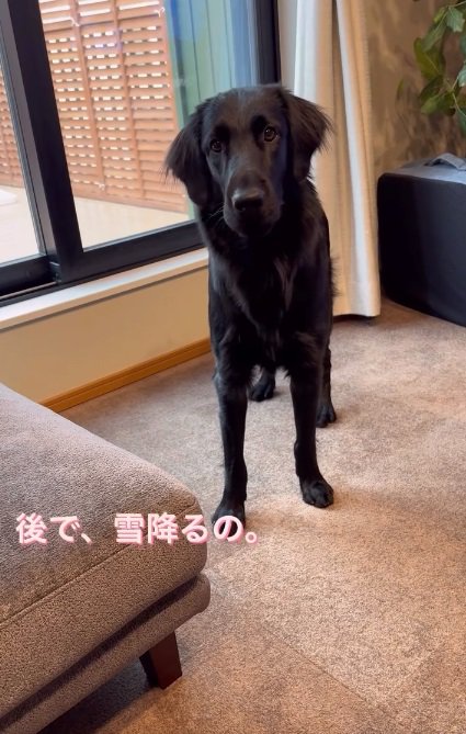 ピークくんに話しかける飼い主さん