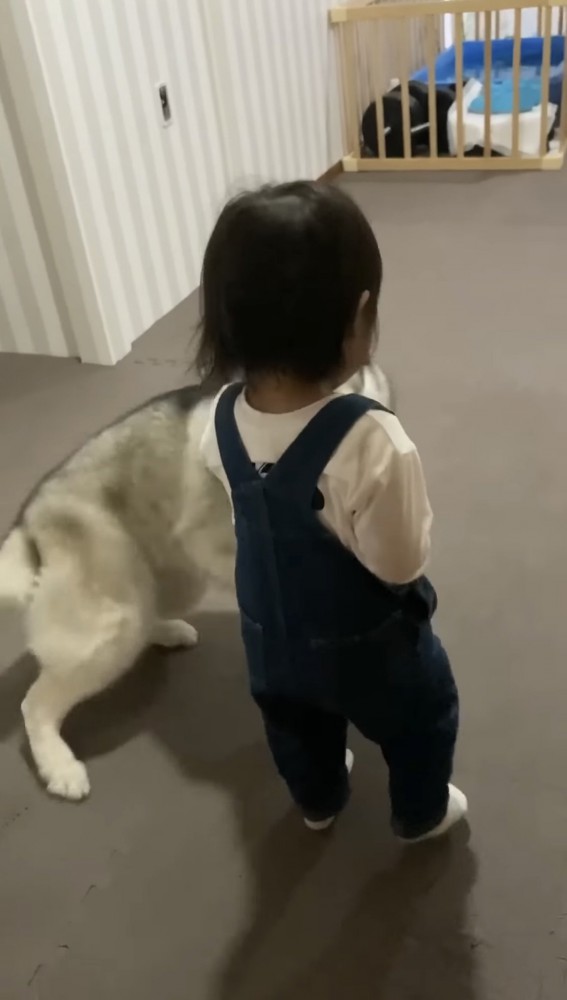 突進する犬