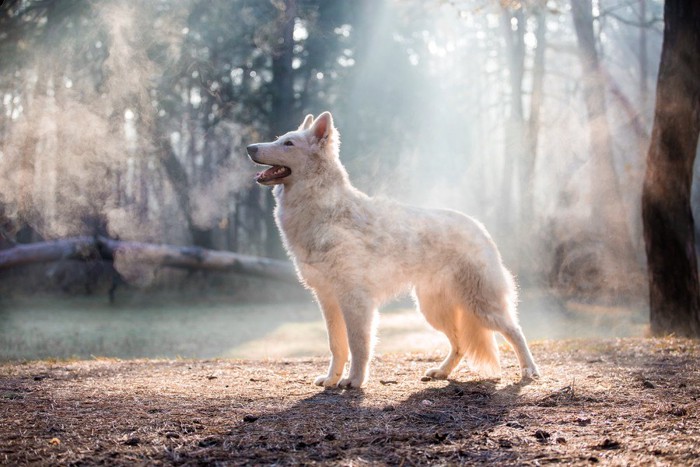 森で佇む犬