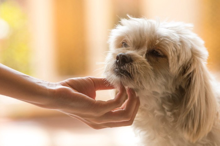 犬のあごに触れる