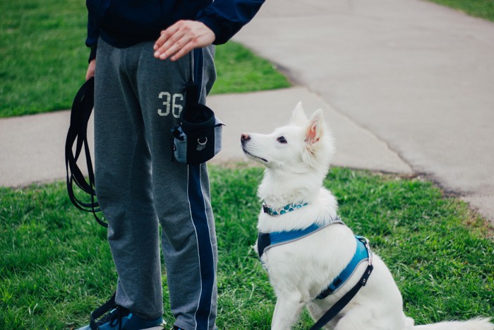 飼い主とトレーニングをするホワイトスイスシェパードの子犬