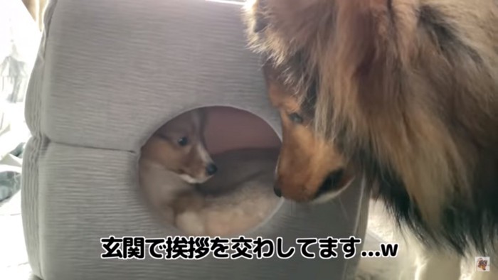 子犬のお家を訪れるえとろくん