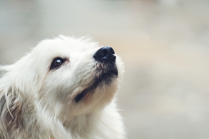 上を見上げる犬の口元のアップ
