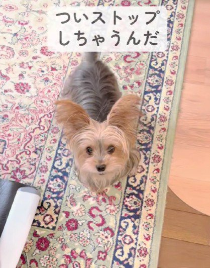 ストップと言うと止まる