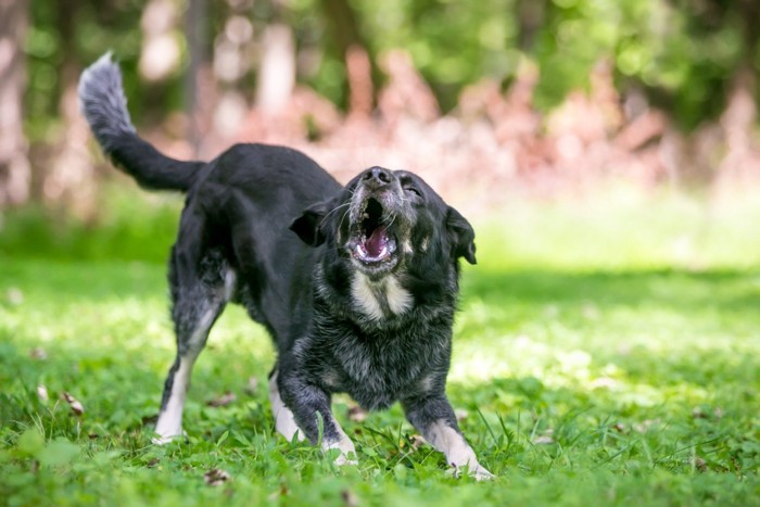 芝生で吠えている犬