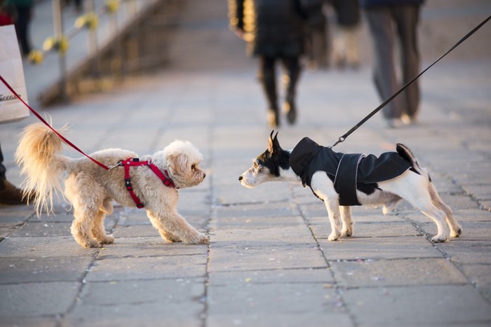 散歩中の2匹の犬