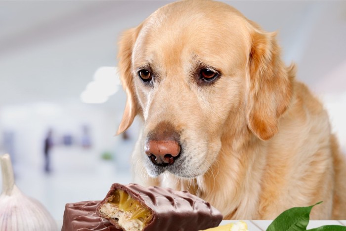 食べ物を見つめる犬