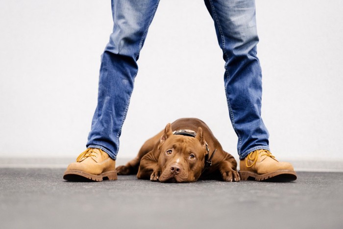 足の間で伏せる犬
