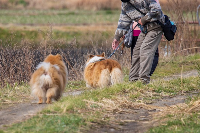 散歩、2匹、後ろ姿